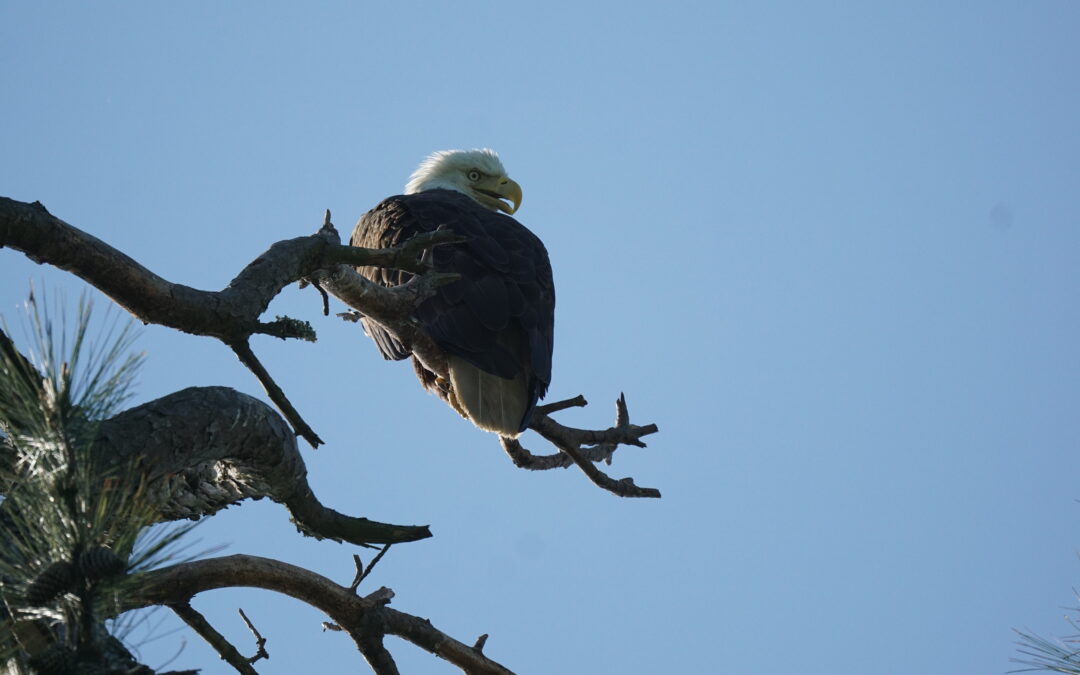 Bald Eagles in Kingwood, Texas: A Majestic Sight at Lake Houston