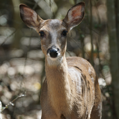 White-tailed Deer in Kingwood, Texas seen from the greenbelt that winds for miles through 'The Livable Forest' Call Kingwood, Texas home today. Start by connecting with Red Hawk Property Team powered by JLA Realty to get started today. White-tailed Deer in Kingwood, Texas seen from the greenbelt that winds for miles through 'The Livable Forest' Call Kingwood, Texas home today. Start by connecting with Red Hawk Property Team powered by JLA Realty to get started today.